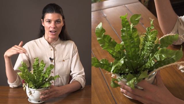 Asplenium nidus Houseplant Care — 171 of 365 смотреть онлайн
