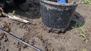 Как посадить фриго или окс летом. Посадка маточника клубники.