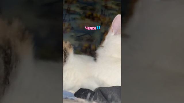 наши кошечки и Лоя ♥️♥️♥️#добрыедела #питомник #кошки #  shorts.mp4