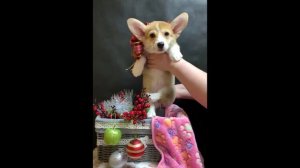 Щенки вельш корги пемброк 2 месяца