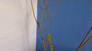 Я дома, зимой, из палки, вырастил плакучую иву, а летом высадил.