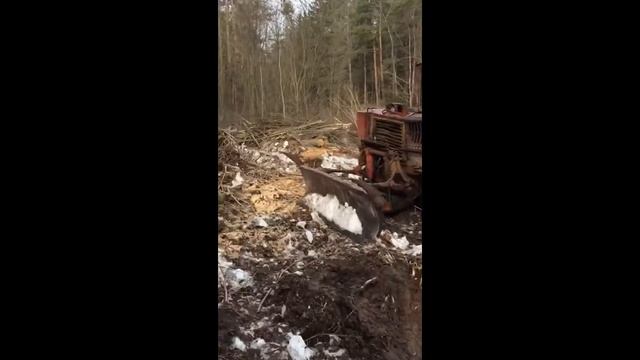 Незаконная вырубка леса в деревне Митянино