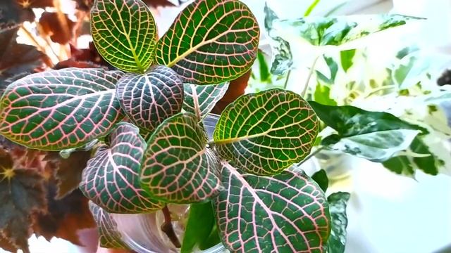 КОМНАТНЫЕ РАСТЕНИЯ С ПЕСТРЫМИ ЛИСТЬЯМИ И ЦВЕТУЩИЕ КОМНАТНЫЕ РАСТЕНИЯ смотреть онлайн