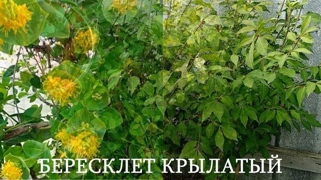 Цветущие декоративные кустарники и деревья с названиями #садыУрала
