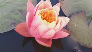 Нимфея Autumn Sunset (Осенний закат) кувшинка, waterlily, водные растения, пруд