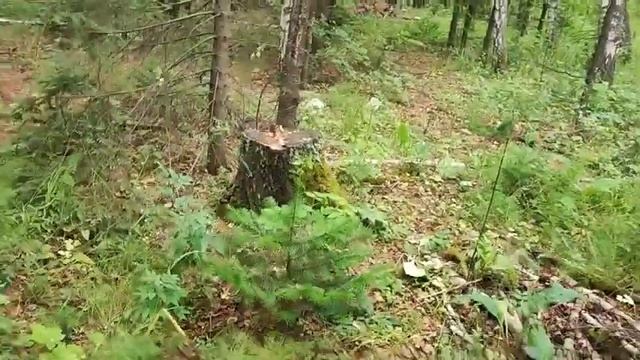 На колени перед грибами#влог#сибирь#дача#грибы#заготовкиназиму