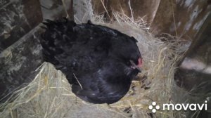 Квочка! КУРИЦА ВЫЛУПИЛА ЦЫПЛЯТ! УРА ПЕРВЫЕ ЦЫПЛЯТА 2020 Года!КАРАНТИН! САМОИЗОЛЯЦИЯ!