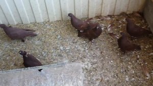 Питомник голубей ! // Бакинские чернохвостые пёрые, шейки жёлтые, а также Благодарненские //