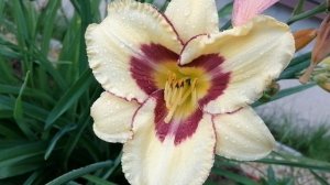 Лилейник Канадиан Бордер в нашем саду