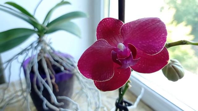 Цветы в моем доме | Видео для вашего вдохновения =) смотреть онлайн