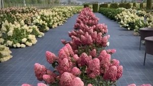 -20 % на гортензию Самарская Лидия только три дня 6-7-8 марта