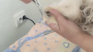 Домашний грумминг щенка ши-тцу. Приучаем?? ???  #ShihTzuWelpen