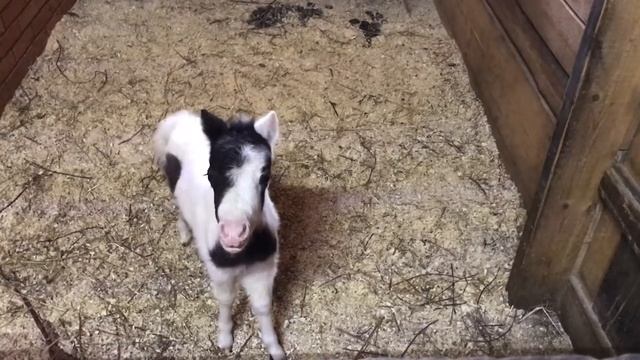 Дочь Иники - кобылка Звёздочка, - породы Американская миниатюрная лошадь смотреть онлайн