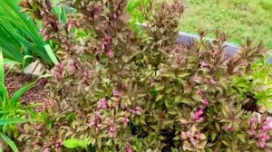 Вейгела-декоративный кустарник. Описание. Размножение.