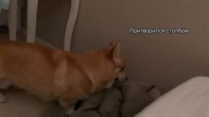 СОБАКА ПРЯЧЕТ ЗАНАЧКУ 2 дня ? Корги Таффи