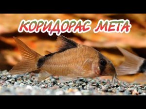КОРИДОРАС МЕТА. СОДЕРЖАНИЕ И РАЗМНОЖЕНИЕ В АКВАРИУМЕ.