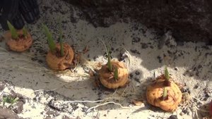 Высаживаем  луковицы гладиолусов. Planting bulbs Gladiolus