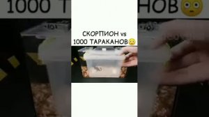 1000 Тараканов против Скорпиона. Тараканы VS Скорпиона