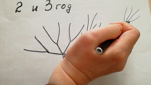 ОБРЕЗКА И ФОРМИРОВКА АБРИКОСА 3,4 год смотреть онлайн