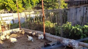 Страничка надежды открыла второй кАнал Это @user-yq5pd8fd1q  Баранина в тушёнку Деньги на ветер