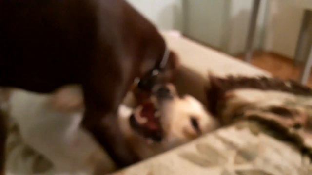 Лабрадор и Доберман смотреть онлайн