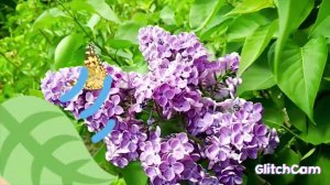 bumblebee  lover flowers  ️, любимые цветы шмелей СИРЕНЬ ВЕСНА