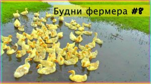 Будни фермера #8 Почему дохнут гусята.Антибиотик.Птицеводство. Гусеводство Молодняк птицы 2015