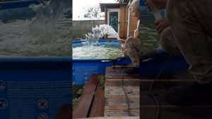 Дренажный насос-самая необходимая вещь для бассейна.Ёмкость для сада больше не нужна.