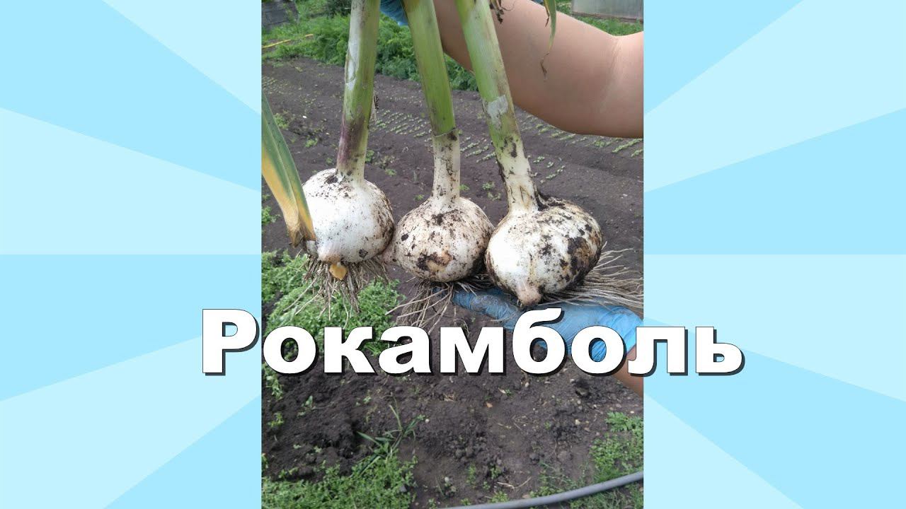 Рокамболь. Лук чеснок.