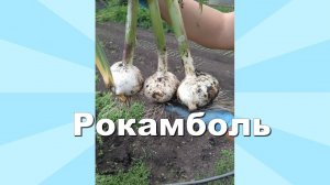 Рокамболь. Лук чеснок.