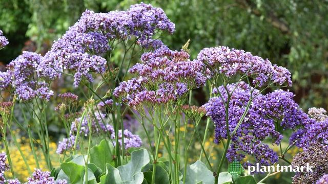 Limonium perezii (Sea Lavender) at Plantmark Wholesale Nurseries смотреть онлайн