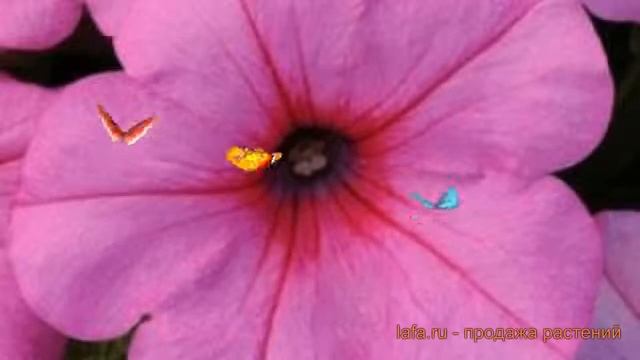 Петуния ампельная Изи Вейв Пинк Пэшн ? обзор: как сажать, семена петунии Изи Вейв Пинк Пэшн смотреть онлайн