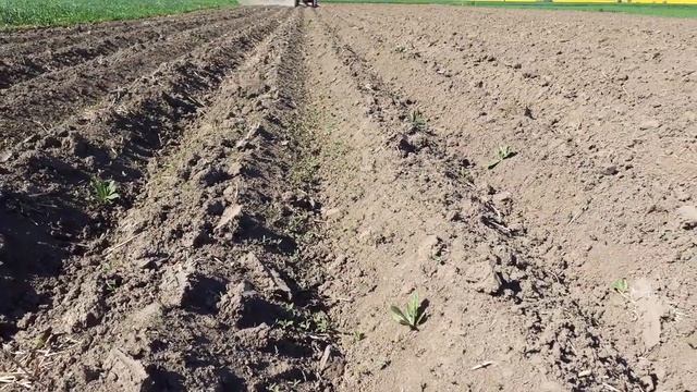 Культиватор-окучник 3-х рядний Wirax смотреть онлайн