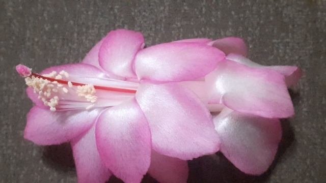 шлюмбергера ROSA BRAZIL