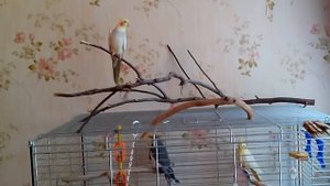 Утреннее пение   самца кореллы.