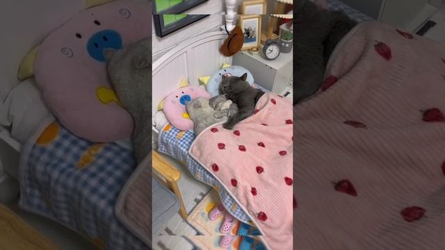 милашки))) смотреть онлайн