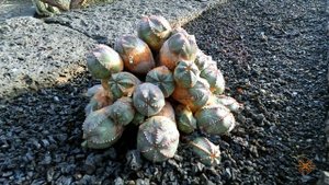 Невероятный Сад Кактусов Jardín de Cactus На Острове Лансароте