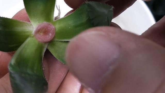 【多肉植物】ハオルチア オブツーサ錦の増やし方！Breeding of Haworthia obutusa variegata.How to grow Succulents. 181009 смотреть онлайн