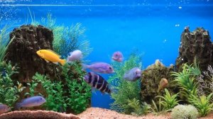 Аквариум.   Подводный мир.  Лучший Релакс.