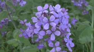 Lunaria annua - grow and care