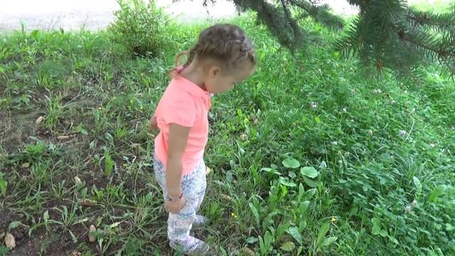 Ядовитый гриб Свинушка тонкая.Свинушка тонкая у всех под ногами. смотреть онлайн