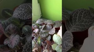 Молодые Эписции. Сорта Эписций. Геснеривые.