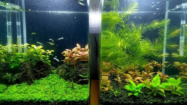 #Водоросли Вьетнамка смотреть онлайн