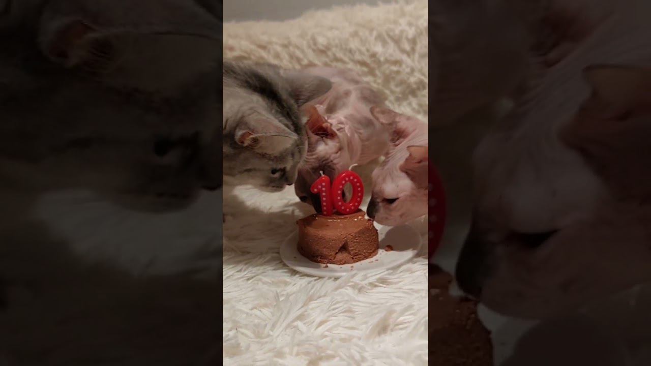 День рождения Алексы смотреть онлайн