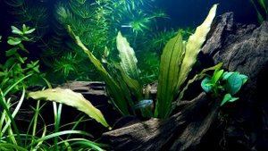Trichopsis pumila \ Карликовые гурами