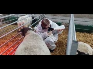 Искусственное вскармливание ягнят. Атрофированное вымя у овцы