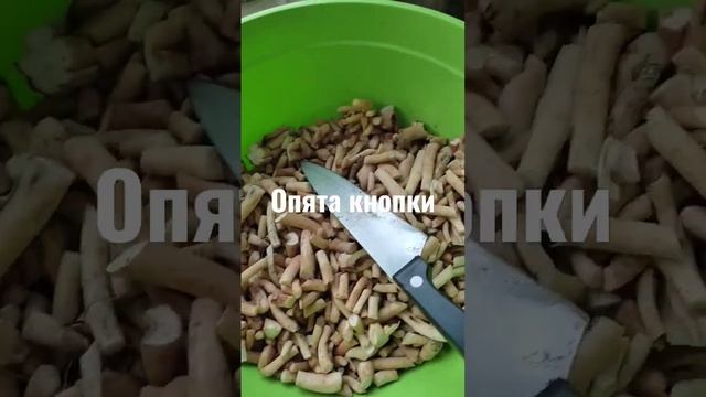 опята как их много