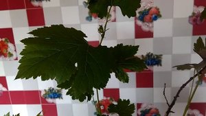 Саженец винограда Велика остановился в росте.