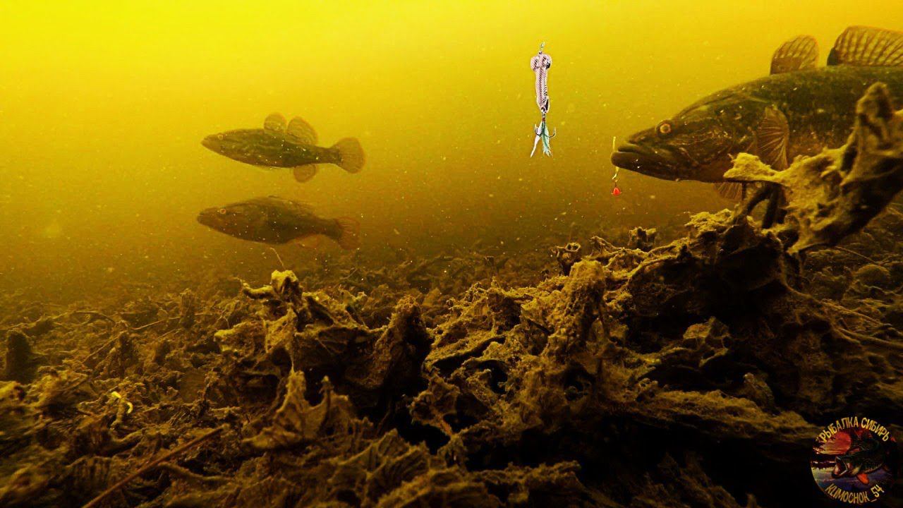 Какая рыба, такая и блесна Первый лед Подводная съемка. Зимняя рыбалка на Ротана. смотреть онлайн