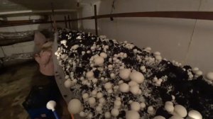 Бизнес В Гараже. Планирование Урожая. Выращивание шампиньонов